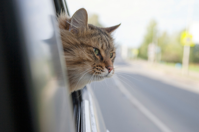 Moving with Pets: Tips for a Smooth Transition